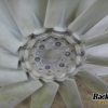 Orfala article 111235