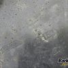 Orfala article 115996