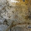 Orfala article 116211