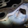 Orfala article 125544