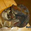 Orfala article 83057